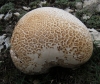 Calvatia gigantea (Batsch) Lloyd 1904