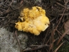 Cantharellus cibarius Fr. 1821