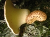 Cerioporus squamosus (Huds.) Qul. 1886
