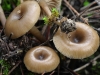 Clitocybe lituus (Fr.) Métrod 1946