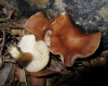 Clitocybe mediterranea (Vizzini, Contu & Musumeci) E. Ludw. 2012