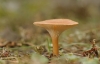Clitocybe mediterranea (Vizzini, Contu & Musumeci) E. Ludw. 2012
