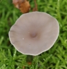 Clitocybe metachroa (Fr.) P. Kumm. 1871