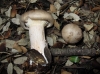 Clitocybe nebularis (Batsch) P. Kumm. 1871