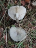Clitocybe odora (Bull.) P. Kumm. 1871
