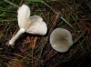 Clitocybe odora (Bull.) P. Kumm. 1871