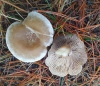 Clitocybe phyllophila (Pers.) P. Kumm. 1871