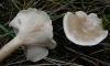Clitocybe sp