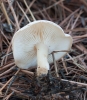 Clitocybe sp
