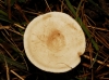 Clitocybe sp.