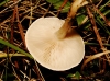 Clitocybe sp.