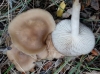 Clitocybe sp. Clitocybe sp.