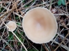 Clitocybe sp.