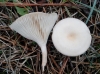 Clitocybe sp.