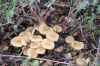 Clitocybe sp.