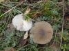 Clitocybe sp.