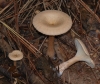 Clitocybe squamulosa (Pers.) P. Kumm. 1871