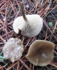Clitocybe vibecina (Fr.) Quél. 1872