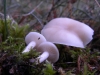 Clitocybe cf rivulosa (Pers.) P. Kumm. 1871