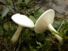 Clitocybe cf rivulosa (Pers.) P. Kumm. 1871