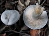 Clitocybe odora (Bull.) P. Kumm. 1871