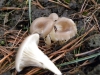 Clitocybe phaeophthalma (Pers.) Kuyper 1981