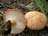Clitocybe sp.