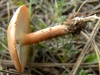 Clitocybe sp.