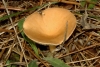 Clitocybe sp