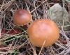 Collybia sp. Collybia sp.