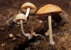 Conocybe coprophila (Kühner) Kühner 1935