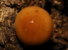 Conocybe sp. Conocybe sp.