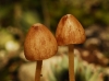 Conocybe sp. Conocybe sp.