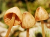 Conocybe sp. Conocybe sp.