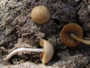 Conocybe sp. Conocybe sp.