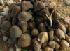 Coprinellus sp.