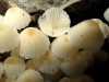 Coprinellus sp. Coprinellus sp.