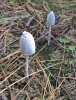 Coprinopsis nivea (Pers.) Redhead, Vilgalys & Moncalvo 2001
