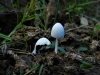 Coprinopsis nivea (Pers.) Redhead, Vilgalys & Moncalvo 2001