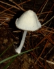 Coprinopsis nivea (Pers.) Redhead, Vilgalys & Moncalvo 2001