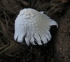 Coprinopsis nivea (Pers.) Redhead, Vilgalys & Moncalvo