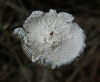 Coprinopsis sp.