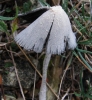 Coprinopsis sp.