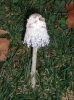 Coprinus comatus (O.F. Müll.) Pers.