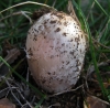 Coprinus comatus (O.F. Müll.) Pers.,