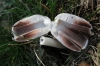 Coprinus comatus (O.F. Müll.) Pers.,