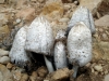 Coprinus comatus