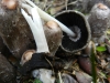 Coprinus spadiceisporus Bogart