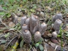 Coprinus sterquilinus (Fr.) Fr.