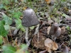 Coprinus sterquilinus (Fr.) Fr.